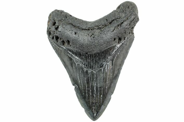 Serrated, Fossil Megalodon Tooth - South Carolina #234099